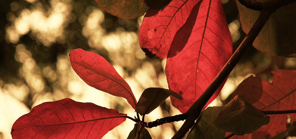 免费DDOS攻击测试工具